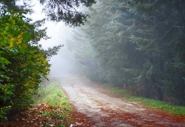 Camino Invierno Niebla Parque —  Fotos de Stock