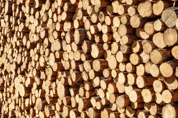 Madeira Pinho Empilhados Logs Bakcground — Fotografia de Stock