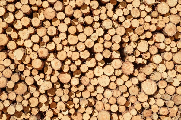 Madeira Pinho Empilhados Logs Bakcground — Fotografia de Stock