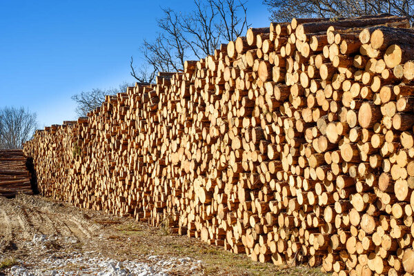stacked pine wood logs at industrial logging