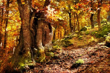 altın ışık ile sonbahar ormanda eski kestane ağacı