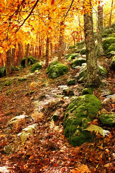 Sonbahar zamanında kestane ağaçları orman — Stok fotoğraf