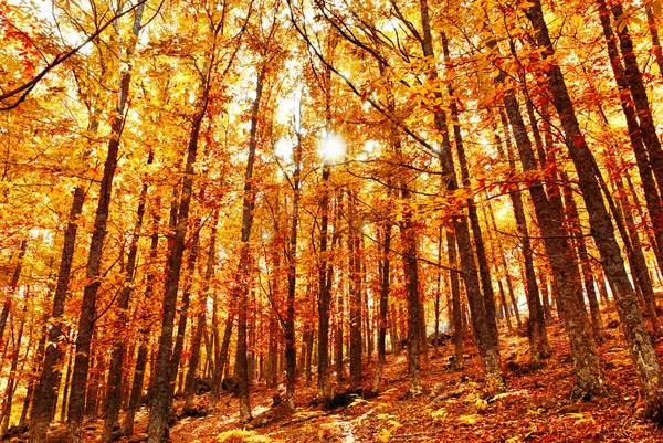 Herfst in het bos — Stockfoto