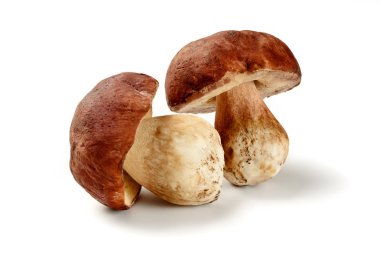 boletus mantarı izole