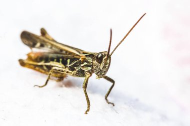 Makro fotoğraf üzerinde bir çiçek bir böcek. Renk tonunu dramatik aksanı. Mavi tonları.