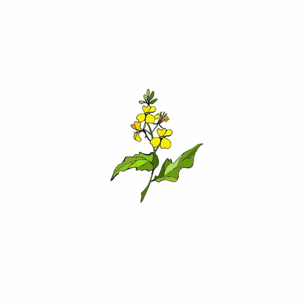 Zusammensetzung Der Gelben Blüten Auf Weißem Hintergrund — Stockvektor