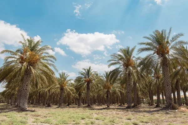 Plantation of date palms with ripe dates a sunny day