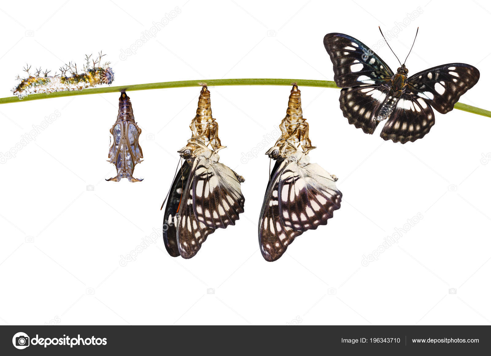Isolated Transformation Chrysalis Black Veined Sergeant Butterfly Athyma Ranga Hanging Stock Photo Image By C Mathisa Isolated Transformation Chrysalis Black Veined Sergeant Butterfly Athyma Ranga Hanging Stock Photo Image By C Mathisa