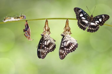Siyah damarlı çavuş kelebeğin (Athyma ranga) koza dönüşümü 