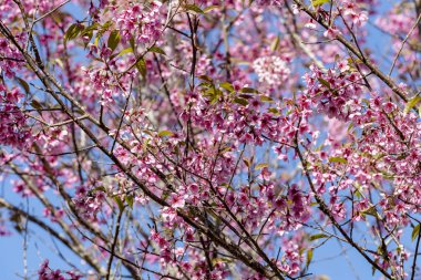 Mavi gökyüzü, Tayland'ın sakura çiçek çiçek açan vahşi Himalaya kiraz (Prunus cerasoides) çiçekler
