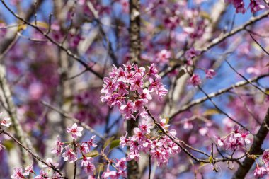 Mavi gökyüzü, Tayland'ın sakura çiçek çiçek açan vahşi Himalaya kiraz (Prunus cerasoides) çiçekler