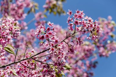 Mavi gökyüzü, Tayland'ın sakura çiçek çiçek açan vahşi Himalaya kiraz (Prunus cerasoides) çiçekler
