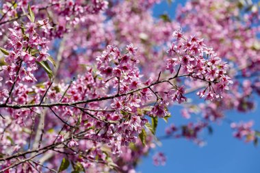 Mavi gökyüzü, Tayland'ın sakura çiçek çiçek açan vahşi Himalaya kiraz (Prunus cerasoides) çiçekler