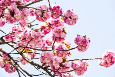 Pembe Japon cherry veya sakura çiçek (Prunus serrulata veya Kanzan) Avrupa'nın çiçek açan