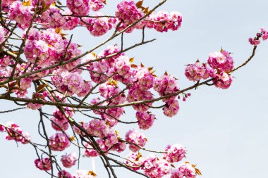Pembe Japon cherry veya sakura çiçek (Prunus serrulata veya Kanzan) Avrupa'nın çiçek açan