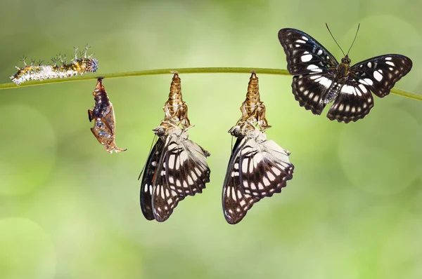 黒羽の軍曹蝶 アティマ ランガ の菊からの変態が小枝にかかっている — ストック写真