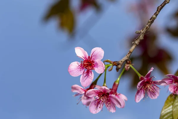 Közelről Virágzó Vad Himalájai Cseresznye Prunus Cerasoides Kék Égen Thaiföld — Stock Fotó