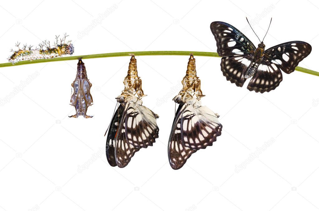 Isolated transformation from chrysalis of Black-veined sergeant butterfly ( Athyma ranga ) hanging on twig with clipping path 