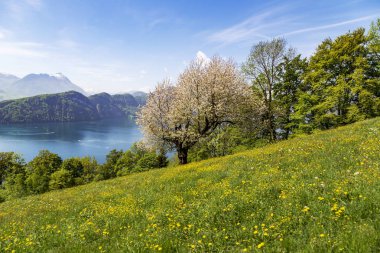 Çiçek, göl, dağ, kar, orman ve Rigi Kulm Luzern İsviçre gökyüzünden manzara görünümü