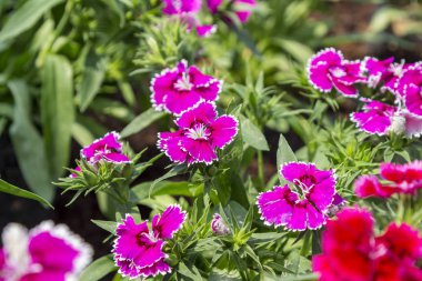 Renkli karanfil çiçek (Karanfilgiller) kadar bahçede kapatın