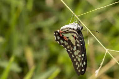 Çimen çiçek Doğum sabah sonra dinlenme ortak jay kelebek (Graphium doson)