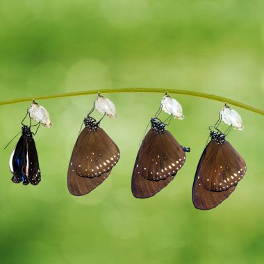 Dal yeşil arka plana sahip asılı pupa dönüştürme ortak karga kelebek (Euploea çekirdek) ortaya