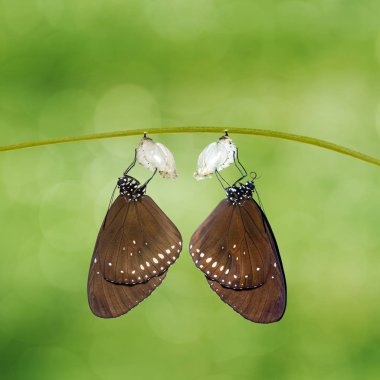 Common Crow butterfly ( Euploea core ) emerged from pupa hanging on twig with green background clipart