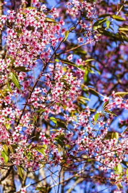 Mavi gökyüzü, Tayland'ın sakura çiçek çiçek açan vahşi Himalaya kiraz (Prunus cerasoides) çiçekler