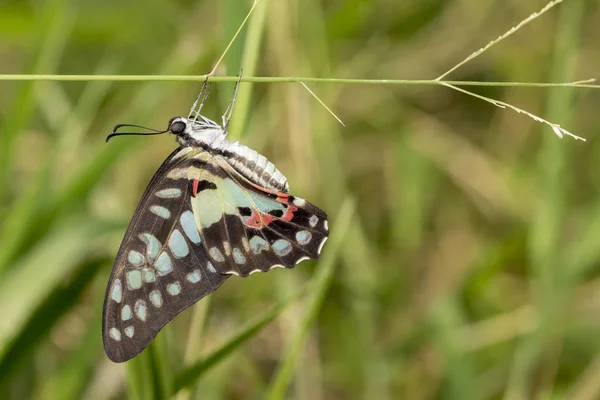 一般的なジェイ蝶 Graphium が午前中に出生後草の花に休んで — ストック写真