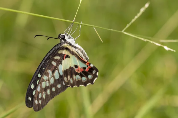 Eichelhäher Schmetterling Graphium Doson Ruht Nach Der Geburt Morgen Auf — Stockfoto
