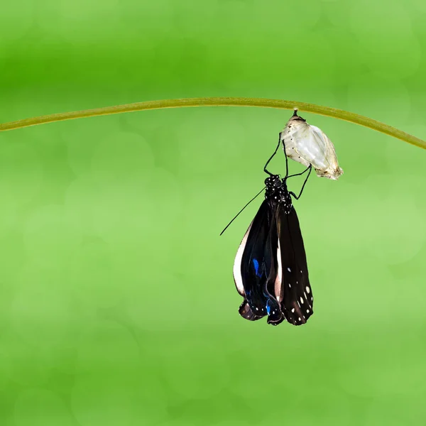 Бабочка Ворона Ядро Euploea Появилась Куколки Висящей Веточке Зеленом Фоне — стоковое фото
