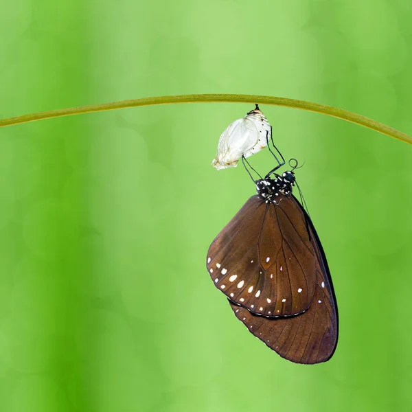 Бабочка Ворона Ядро Euploea Появилась Куколки Висящей Веточке Зеленом Фоне — стоковое фото