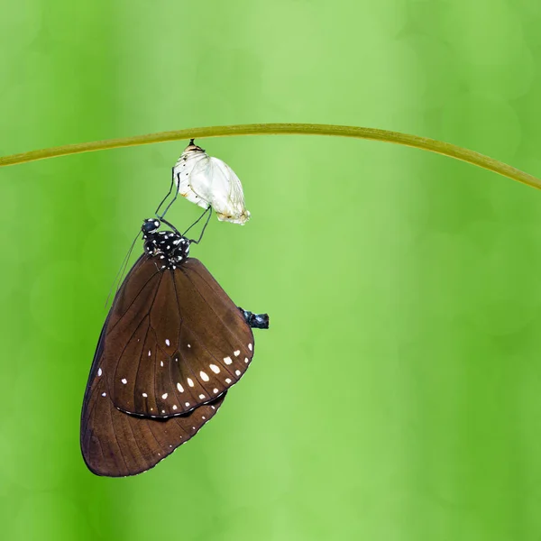 Borboleta Corvo Comum Euploea Core Emergiu Pupa Pendurada Galho Com — Fotografia de Stock