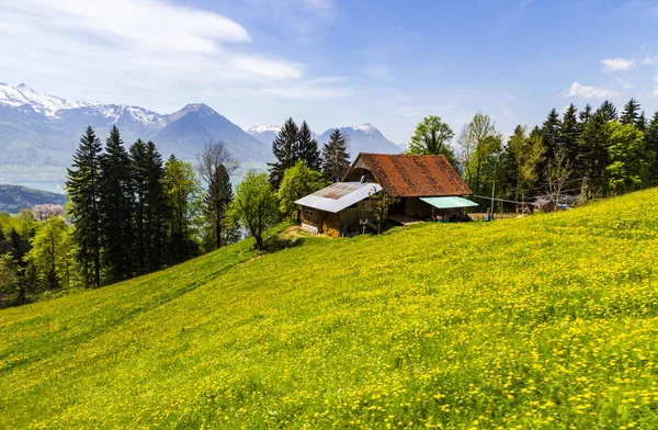 Vue Paysage Montagne Rigi Avec Fleur Herbe Maison Ciel Chemin Photo De Stock