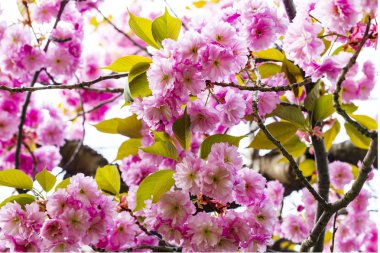 Pembe Japon cherry veya sakura çiçek (Prunus serrulata veya Kanzan) Avrupa'nın çiçek açan