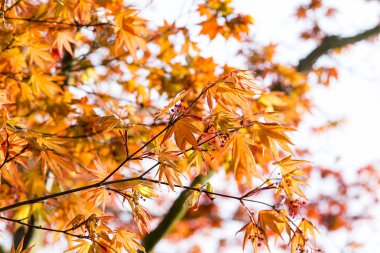Ağaç bahçe için arka plan üzerinde kırmızı akçaağaç yaprakları