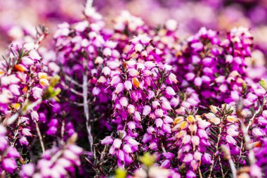 Ortak heather çiçek (Calluna vulgaris) pembe veya kadife renkli arka planı için