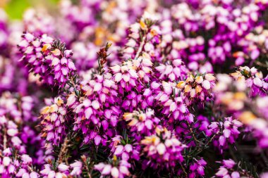 Ortak heather çiçek (Calluna vulgaris) pembe veya kadife renkli arka planı için