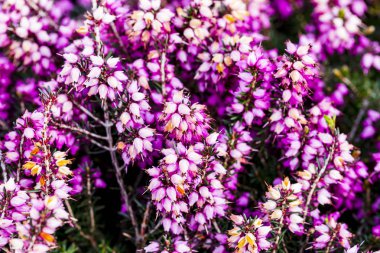Ortak heather çiçek (Calluna vulgaris) pembe veya kadife renkli arka planı için