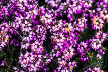 Ortak heather çiçek (Calluna vulgaris) pembe veya kadife renkli arka planı için