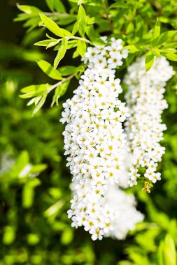 Alanlara cinerea Grefsheim beyaz çiçek yellowe polen ile bahar sezonu Avrupa'nın çiçek açan