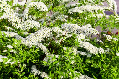 Alanlara cinerea Grefsheim beyaz çiçek yellowe polen ile bahar sezonu Avrupa'nın çiçek açan