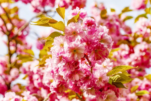Flor Rosa Cerezo Japonés Flores Sakura Prunus Serrulata Kanzan Europa — Foto de Stock