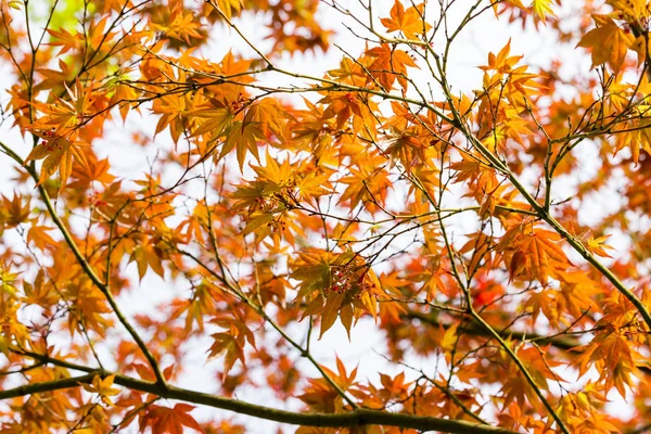 Ağaç bahçe için arka plan üzerinde kırmızı akçaağaç yaprakları