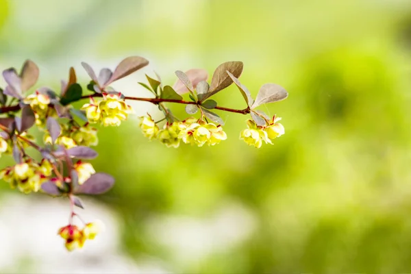 Gemeine Berberitzenblume Berberis Vulgaris Garten Für Hintergrund — Stockfoto