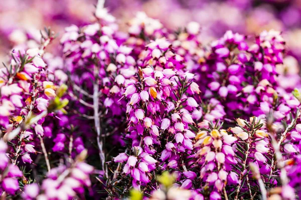 Ortak heather çiçek (Calluna vulgaris) pembe veya kadife renkli arka planı için