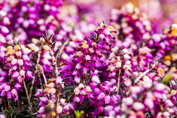 Ortak heather çiçek (Calluna vulgaris) pembe veya kadife renkli arka planı için