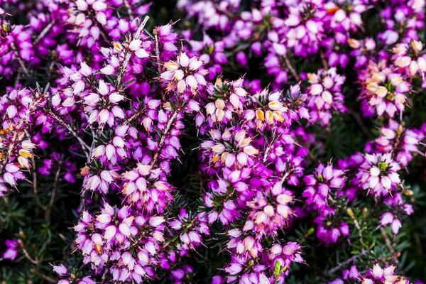 Ortak heather çiçek (Calluna vulgaris) pembe veya kadife renkli arka planı için