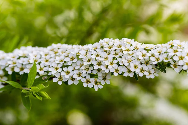 Alanlara cinerea Grefsheim beyaz çiçek yellowe polen ile bahar sezonu Avrupa'nın çiçek açan