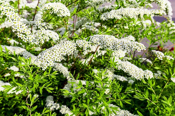 Alanlara cinerea Grefsheim beyaz çiçek yellowe polen ile bahar sezonu Avrupa'nın çiçek açan